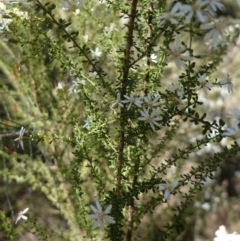 Olearia microphylla at Cowra, NSW - suppressed
