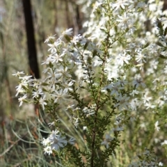 Olearia microphylla at Cowra, NSW - suppressed