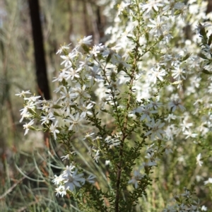 Olearia microphylla at Cowra, NSW - 29 Aug 2024