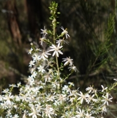 Olearia microphylla at Cowra, NSW - suppressed