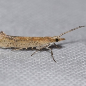 Plutella (genus) at Jerrabomberra, NSW - 31 Aug 2024