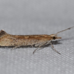 Plutella (genus) at Jerrabomberra, NSW - 31 Aug 2024