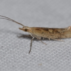 Plutella (genus) at Jerrabomberra, NSW - 31 Aug 2024