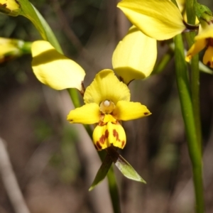 Diuris goonooensis at Cowra, NSW - suppressed