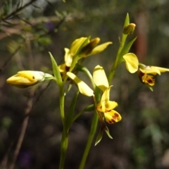 Diuris goonooensis at Cowra, NSW - 29 Aug 2024