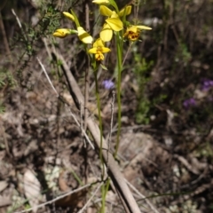 Diuris goonooensis at Cowra, NSW - 29 Aug 2024