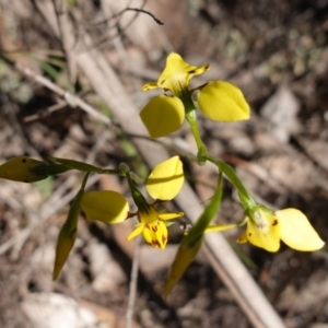 Diuris goonooensis at Cowra, NSW - suppressed