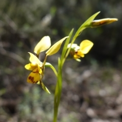 Diuris goonooensis at Cowra, NSW - suppressed