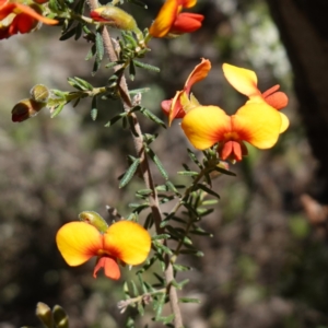 Dillwynia phylicoides at Cowra, NSW - 29 Aug 2024 01:23 PM