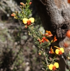 Dillwynia phylicoides at Cowra, NSW - 29 Aug 2024