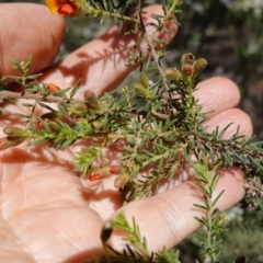 Dillwynia phylicoides at Cowra, NSW - 29 Aug 2024