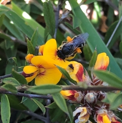 Unidentified Bee (Hymenoptera, Apiformes) at Kungala, NSW - 2 Sep 2024 by donnanchris