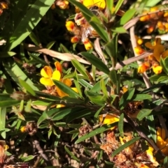 Pultenaea retusa at Kungala, NSW - 1 Sep 2024 by donnanchris