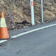 Menura novaehollandiae (Superb Lyrebird) at Bemboka, NSW - 1 Sep 2024 by BethanyDunne