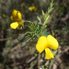 Gompholobium huegelii (Pale Wedge Pea) at Cowra, NSW - 29 Aug 2024 by RobG1