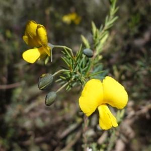 Gompholobium huegelii at Cowra, NSW - 29 Aug 2024