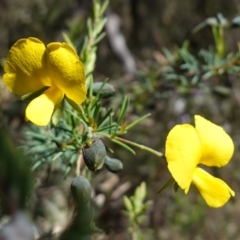 Gompholobium huegelii at Cowra, NSW - 29 Aug 2024