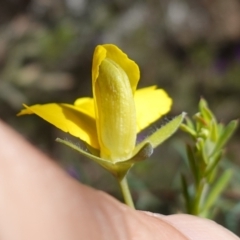 Gompholobium huegelii at Cowra, NSW - 29 Aug 2024