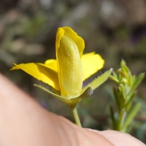 Gompholobium huegelii at Cowra, NSW - suppressed