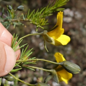 Gompholobium huegelii at Cowra, NSW - suppressed