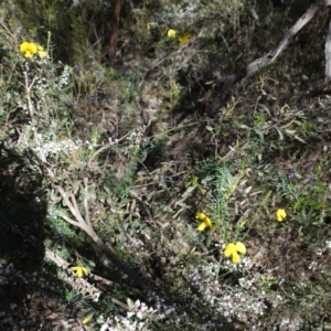 Gompholobium huegelii at Cowra, NSW - suppressed