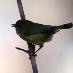 Acanthiza lineata at Rosedale, NSW - 1 Sep 2024 11:11 AM