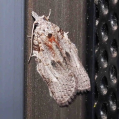 Isotenes miserana (Orange Fruit Borer) at Turner, ACT - 1 Sep 2024 by ConBoekel