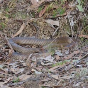 Pseudonaja textilis at Aranda, ACT - 2 Sep 2024