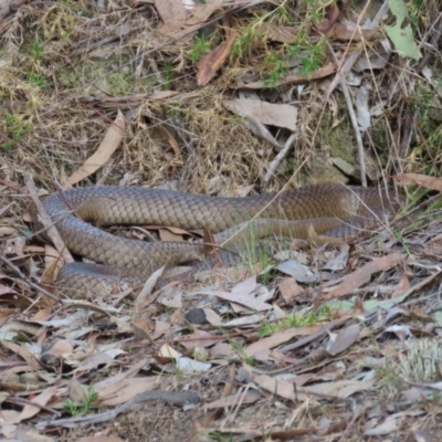 Pseudonaja textilis (Eastern Brown Snake) at Aranda, ACT - 1 Sep 2024 by lbradley