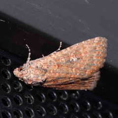 Hypoperigea tonsa (A noctuid moth) at Turner, ACT - 1 Sep 2024 by ConBoekel