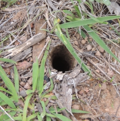 Lycosidae (family) (Wolf spider) at Conder, ACT - 7 Jan 2024 by MichaelBedingfield