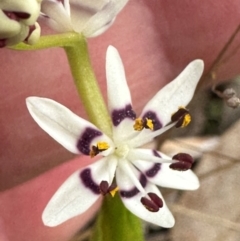 Wurmbea dioica subsp. dioica (Early Nancy) at Aranda, ACT - 1 Sep 2024 by lbradley