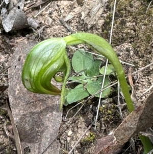 Pterostylis nutans at Aranda, ACT - suppressed