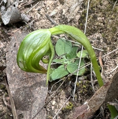 Pterostylis nutans (Nodding Greenhood) at Aranda, ACT - 2 Sep 2024 by lbradley