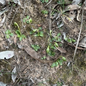 Pterostylis nutans at Aranda, ACT - suppressed