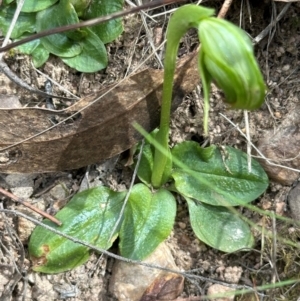 Pterostylis nutans at Aranda, ACT - suppressed