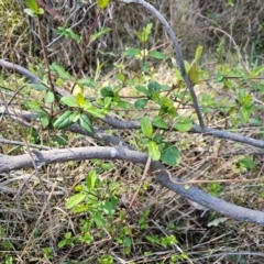 Lonicera japonica (Japanese Honeysuckle) at Hall, ACT - 1 Sep 2024 by Jiggy