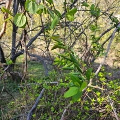 Lonicera japonica at Hall, ACT - 1 Sep 2024