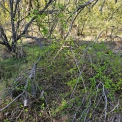 Lonicera japonica at Hall, ACT - 1 Sep 2024