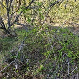 Lonicera japonica at Hall, ACT - 1 Sep 2024