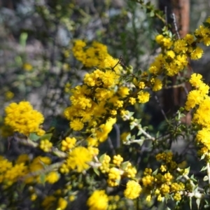 Acacia amblygona at Cowra, NSW - 29 Aug 2024