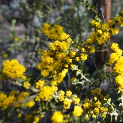 Acacia amblygona (Fan Wattle) at Cowra, NSW - 29 Aug 2024 by RobG1