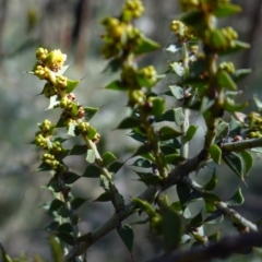 Acacia amblygona at Cowra, NSW - 29 Aug 2024