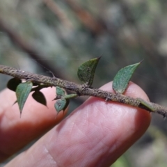 Acacia amblygona at Cowra, NSW - 29 Aug 2024