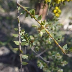 Acacia amblygona at Cowra, NSW - 29 Aug 2024