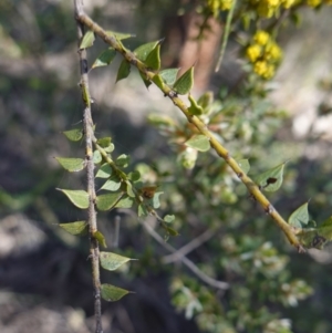 Acacia amblygona at Cowra, NSW - 29 Aug 2024