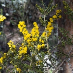 Acacia amblygona at Cowra, NSW - 29 Aug 2024 01:35 PM