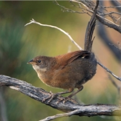 Atrichornis clamosus (Noisy Scrubbird) at Undefined - 26 Jan 2023 by MichaelBedingfield