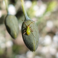 Unidentified True bug (Hemiptera, Heteroptera) at Cowra, NSW - 29 Aug 2024 by RobG1