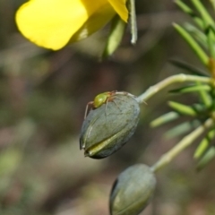 Unidentified at suppressed - 29 Aug 2024